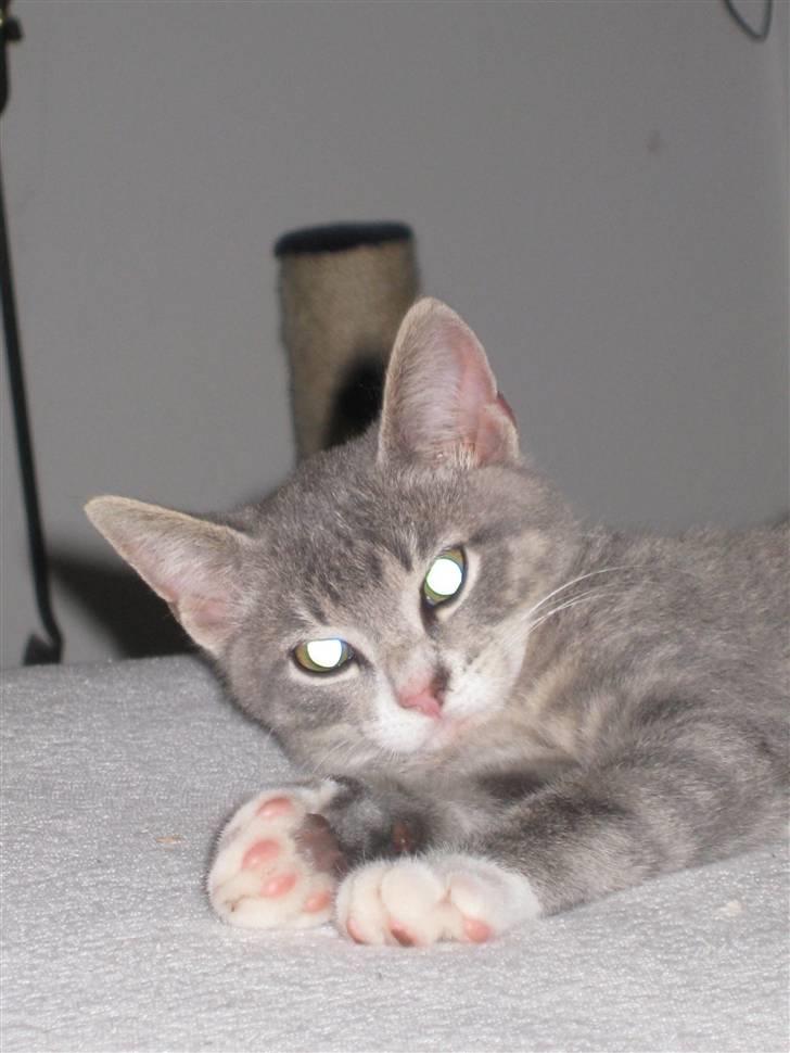 Blanding af racer Lillemis - Velkommen til Lillemissens profil billede 1