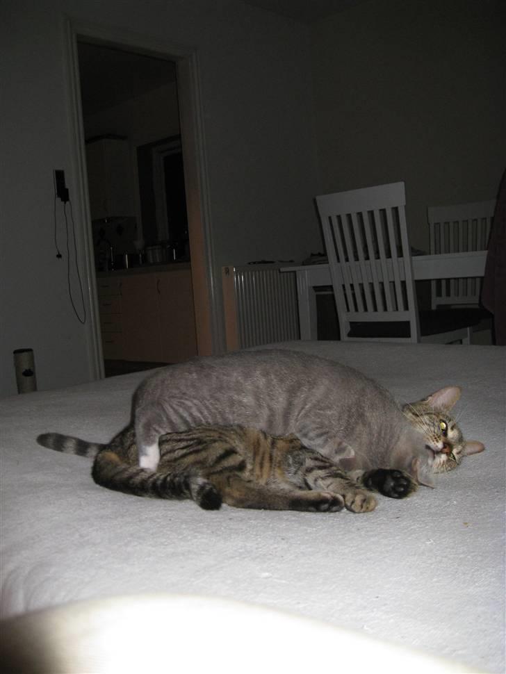 Blanding af racer Lillemis - Lillemis med sin tålmodige legeonkel, Mads. billede 3