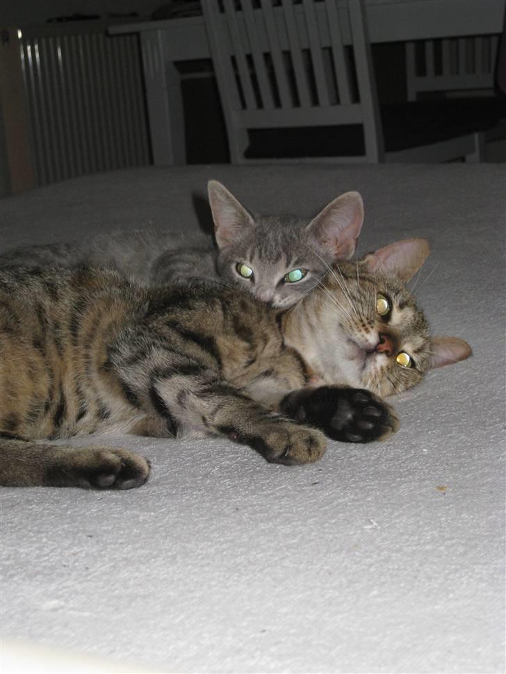 Blanding af racer Lillemis - Igen med Mads. billede 4