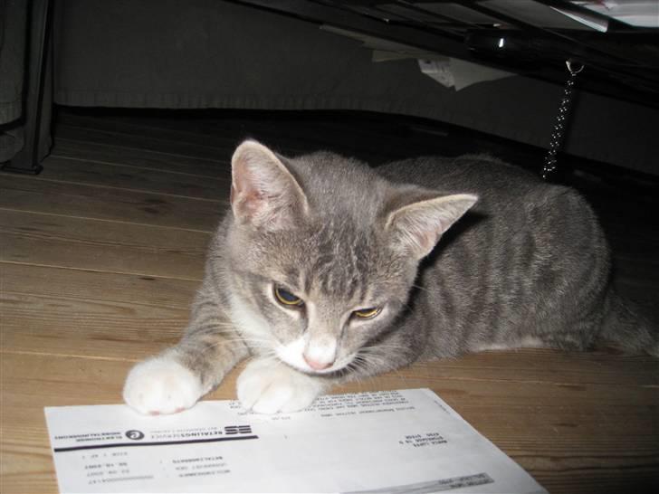 Blanding af racer Lillemis - Kigger lige på månedens regninger :o) billede 5