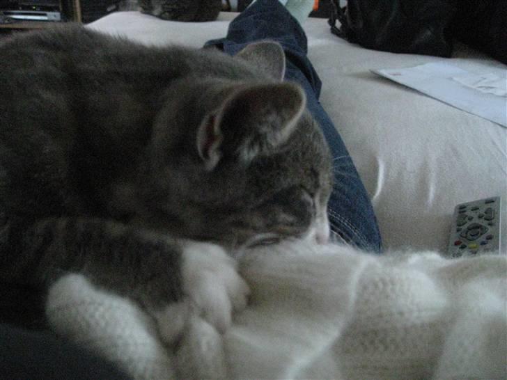 Blanding af racer Lillemis - Hans yndlings pattetrøje... billede 6