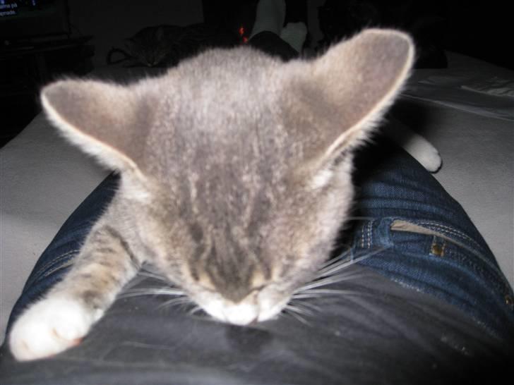 Blanding af racer Lillemis - Den her er også god, bemærk den våde plet... billede 7