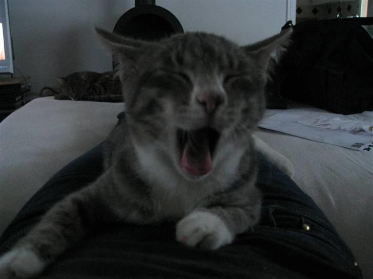 Blanding af racer Lillemis - Det er hårdt at være en lille kat... billede 8