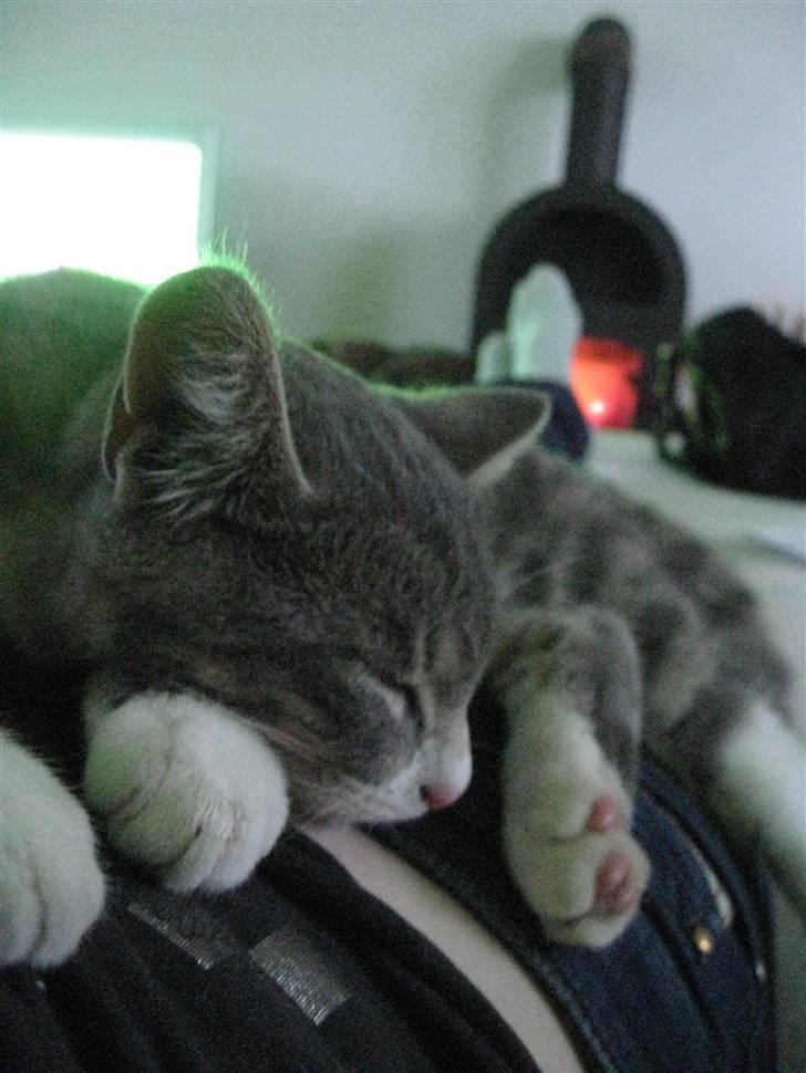 Blanding af racer Lillemis billede 9