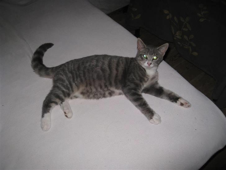 Blanding af racer Lillemis - Og så blev han stor... billede 10