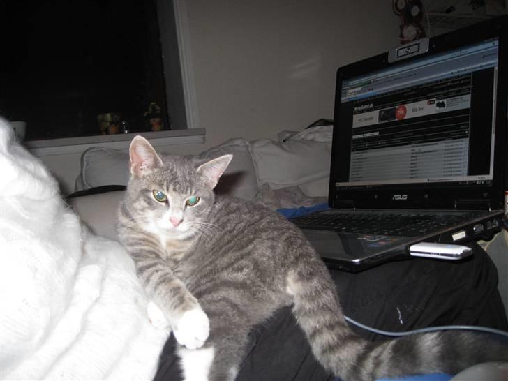 Blanding af racer Lillemis - Hans yndlings sted at ligge... billede 11