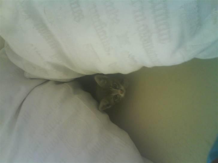 Blanding af racer Lillemis billede 12