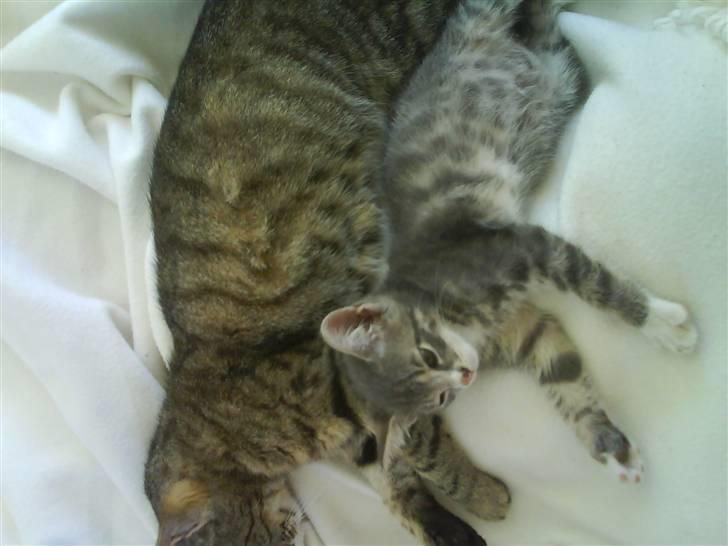 Blanding af racer Lillemis billede 13