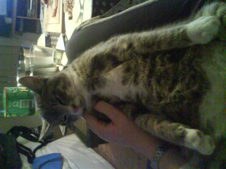 Blanding af racer Lillemis billede 14