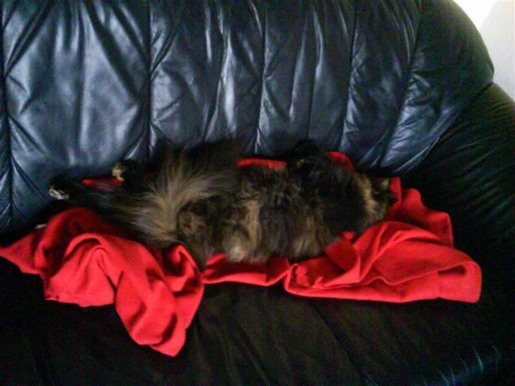 Blanding af racer Picasso død :'( :'( billede 11