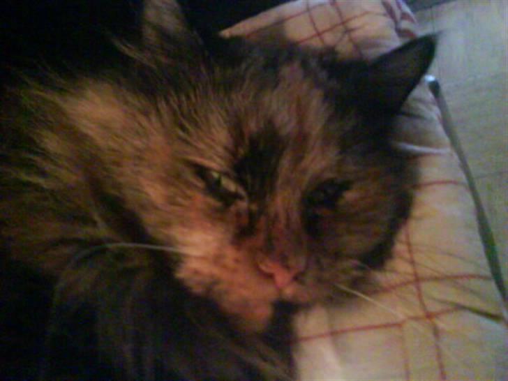 Blanding af racer Picasso død :'( :'( billede 12