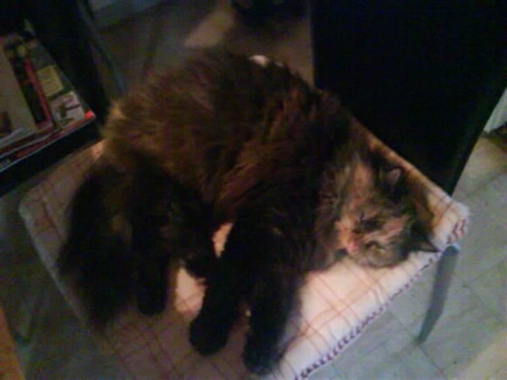 Blanding af racer Picasso død :'( :'( billede 13