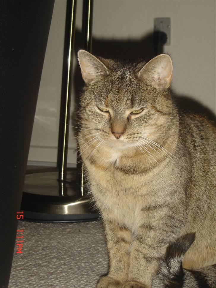 Huskat molly billede 1