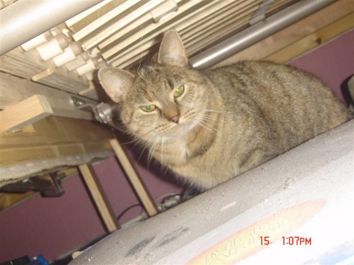 Huskat molly billede 2