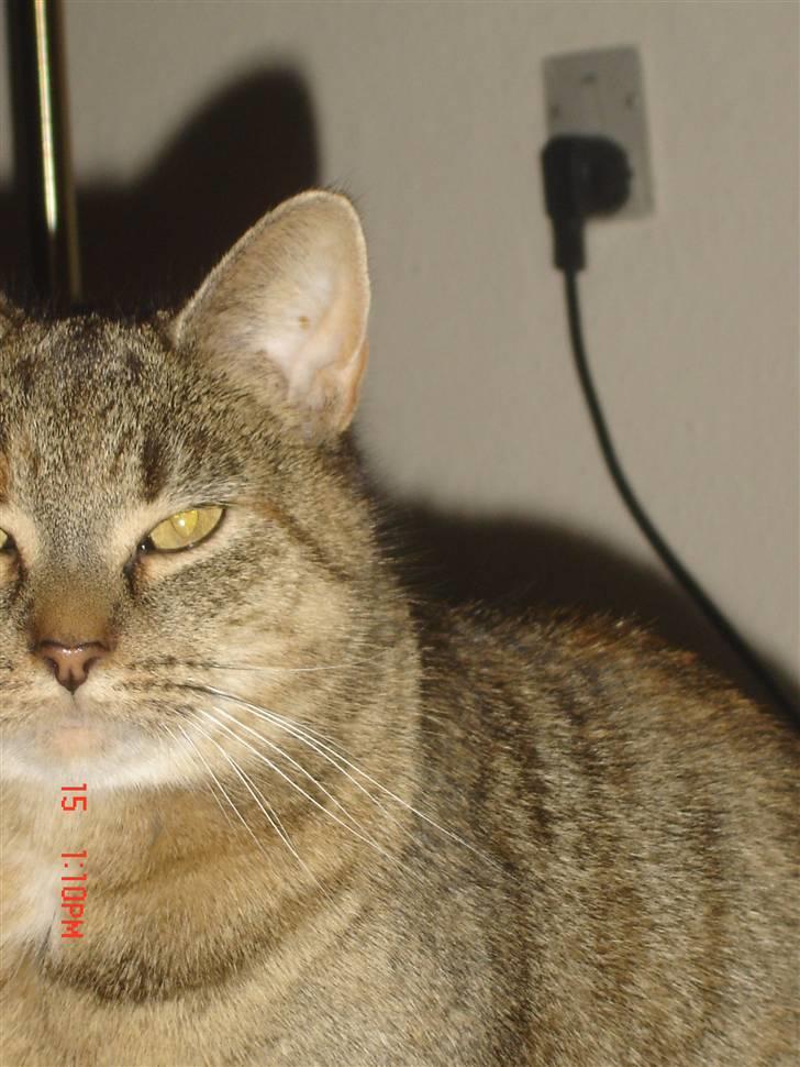 Huskat molly billede 3