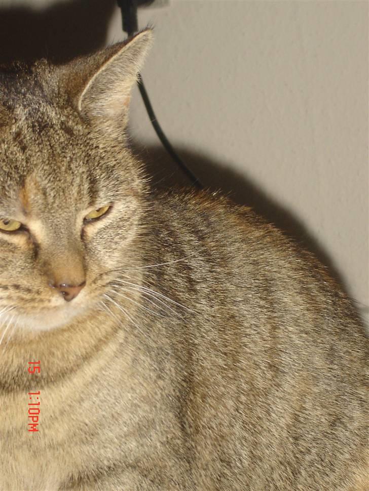 Huskat molly billede 4