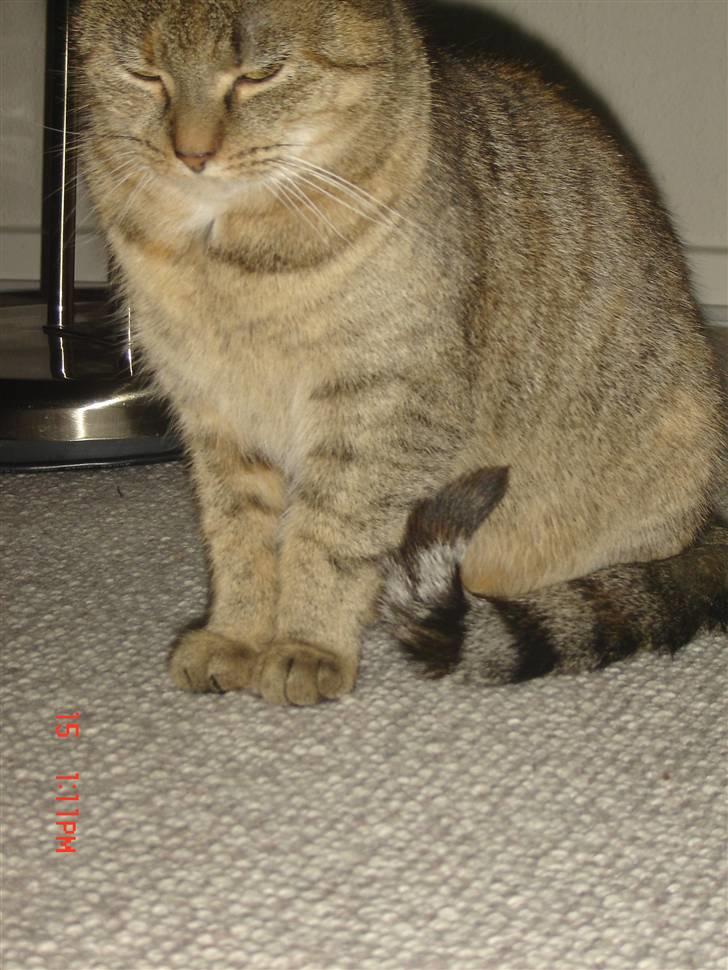 Huskat molly billede 5