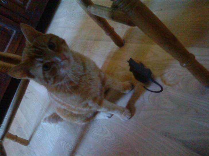 Huskat simba/simse - nogen der har set min "rotte" billede 1