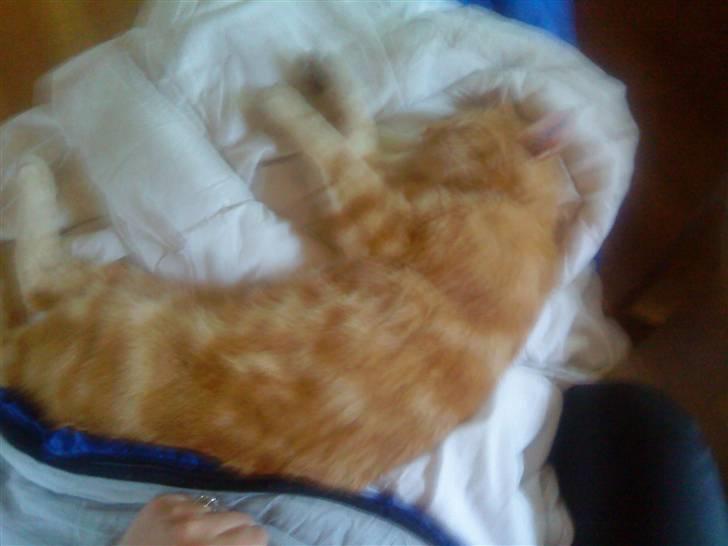 Huskat simba/simse billede 2