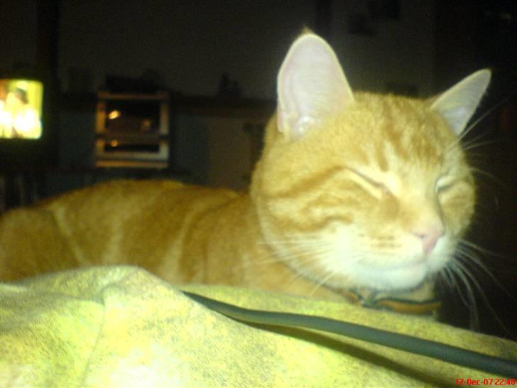 Huskat simba/simse billede 3