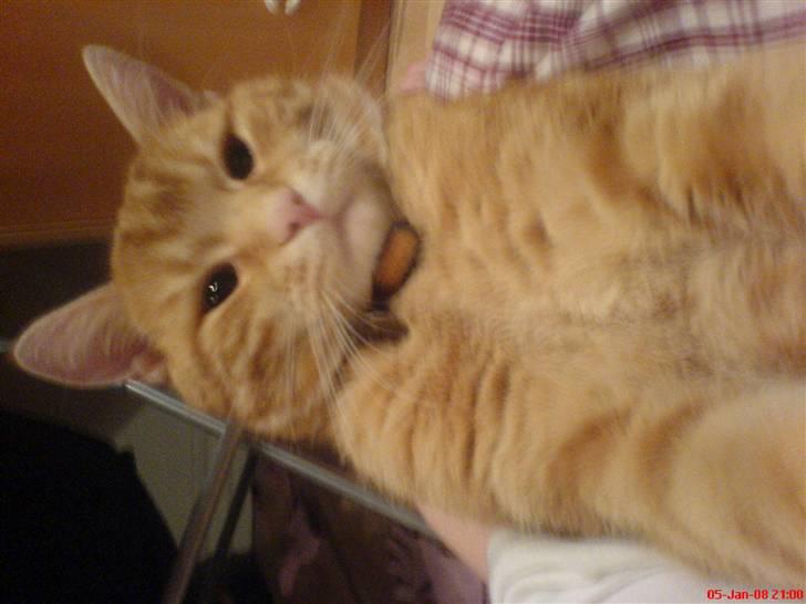 Huskat simba/simse billede 4