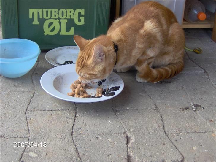 Huskat simba/simse - dengang vi fik ham billede 5