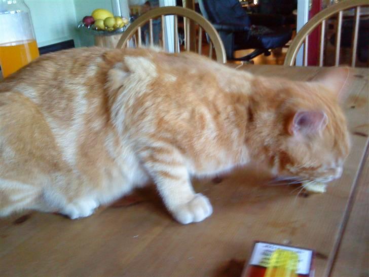 Huskat simba/simse billede 6