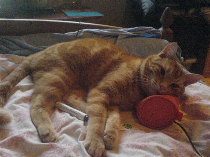 Huskat simba/simse billede 7