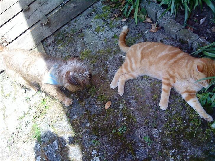 Huskat simba/simse billede 8