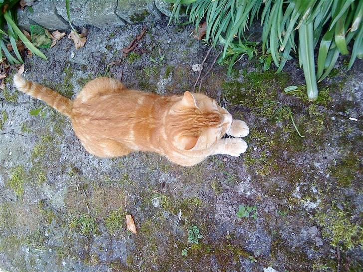 Huskat simba/simse billede 9