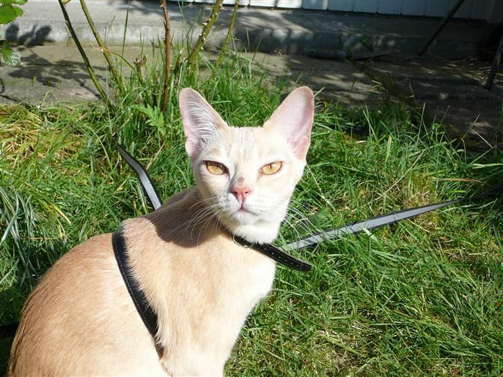 Burmeser Eris billede 1