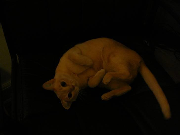 Burmeser Eris billede 2