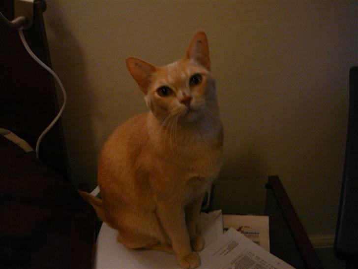 Burmeser Eris billede 3