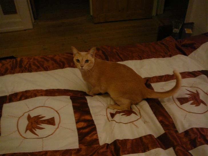 Burmeser Eris billede 4