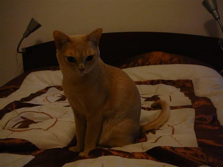 Burmeser Eris billede 5