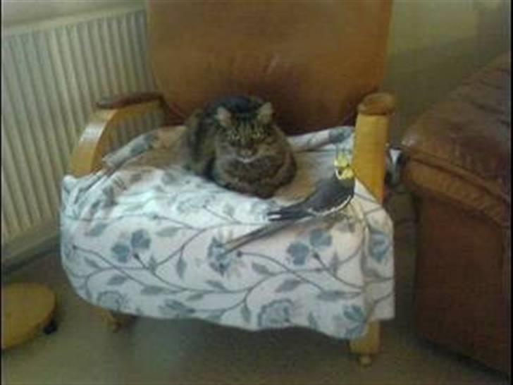 Blanding af racer Hampus - Her ser i min allerbedste ven, Popsen der snart fylder 18 år  billede 15