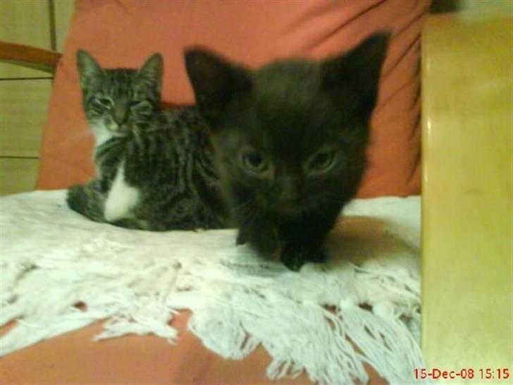 Huskat ferrai (venindes) - YO 8D hej med dig! :) du må meget gerne ansøge min ejer! :* billede 1