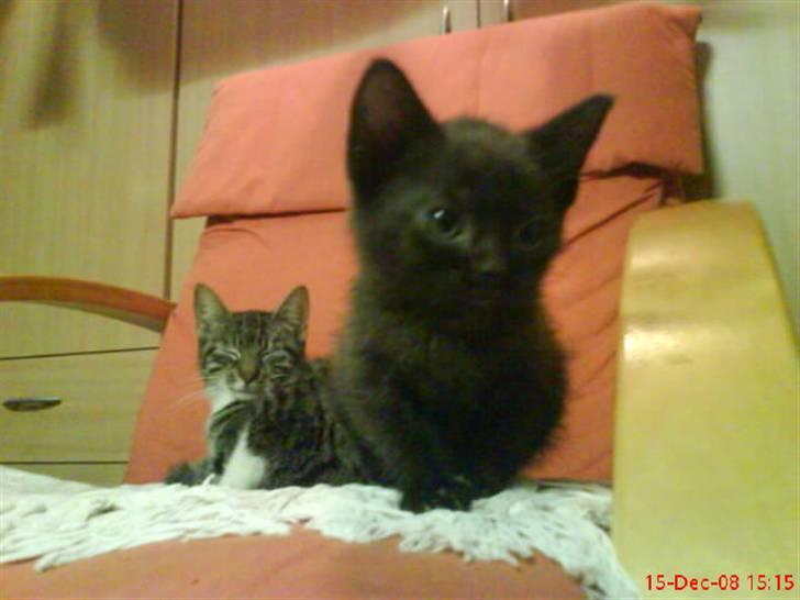 Huskat ferrai (venindes) - hvad søren laver du? billede 2