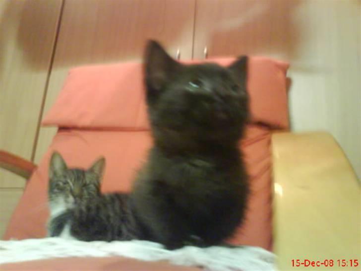 Huskat ferrai (venindes) - ihh altså nu gide jeg ikke tages billeder af! Ö billede 3