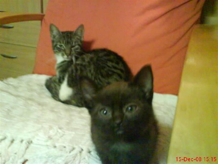 Huskat ferrai (venindes) - så kun et billede mere !  billede 4