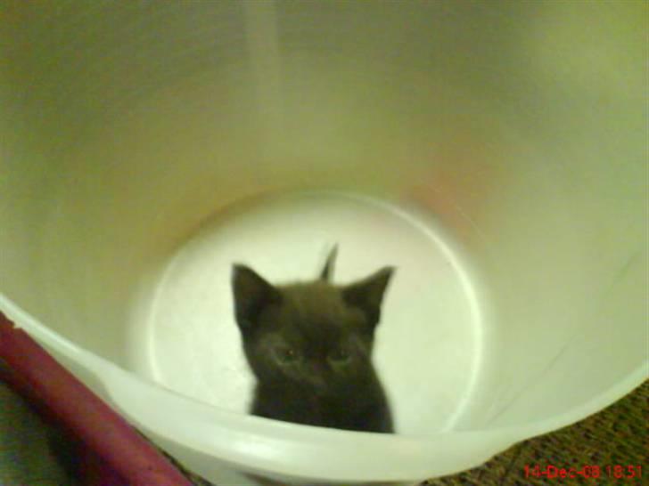 Huskat ferrai (venindes) - hjæælp årrh nej:( hvorfor skal jeg nu sidde her? billede 5