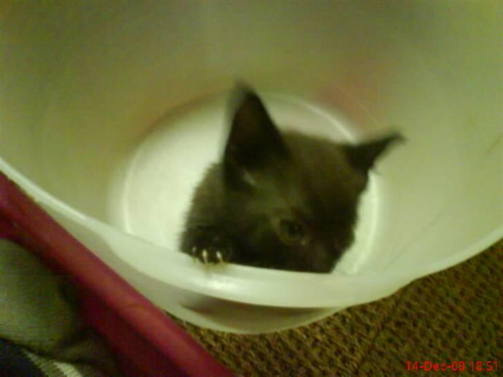 Huskat ferrai (venindes) - årrh ja sådan kommer man op billede 6