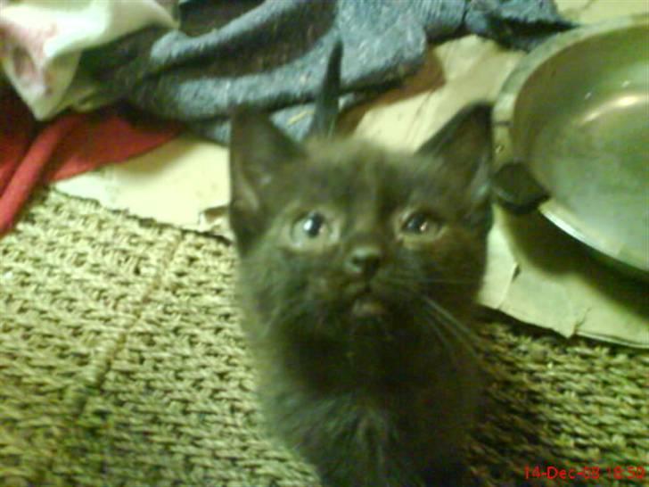 Huskat ferrai (venindes) - er jeg ikke sød billede 7