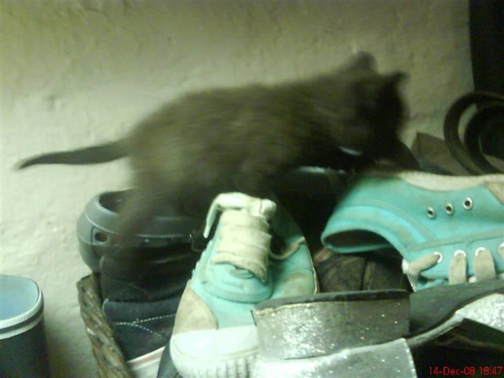 Huskat ferrai (venindes) - jeg kan bare gå meget stærkt Ö billede 8