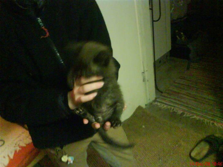 Huskat ferrai (venindes) - hej hæhæ billede 11