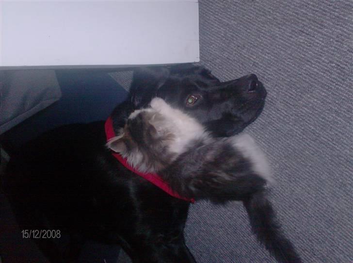 Blanding af racer Kiss - Kiss der vasker øre på Tyson. og han nyder det. billede 8