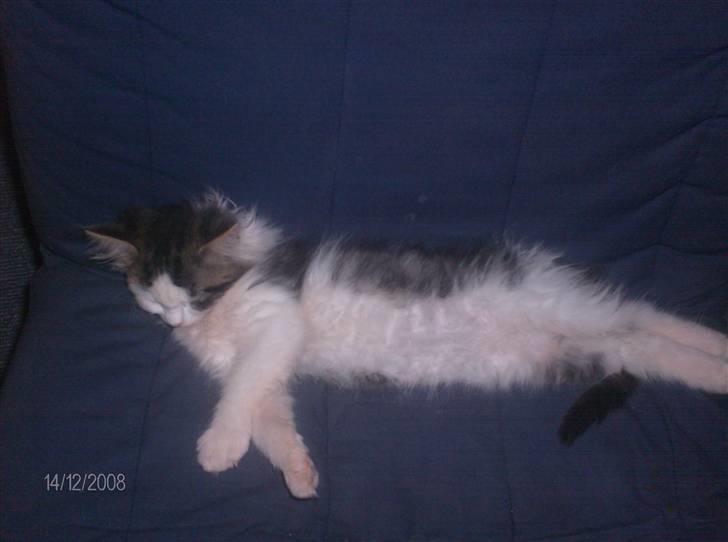 Blanding af racer Kiss billede 9