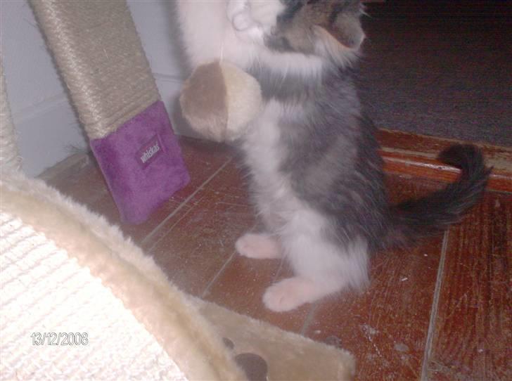 Blanding af racer Kiss - weee nyt lege tøj, hvor længe holder det mon?? billede 10