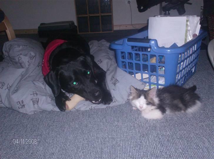 Blanding af racer Kiss - ummm et lækkert ben Tyson har, må jeg ikke også få sådan et?? billede 11