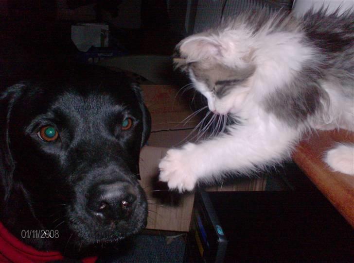 Blanding af racer Kiss - Hey Tyson leg nu med mig. billede 12